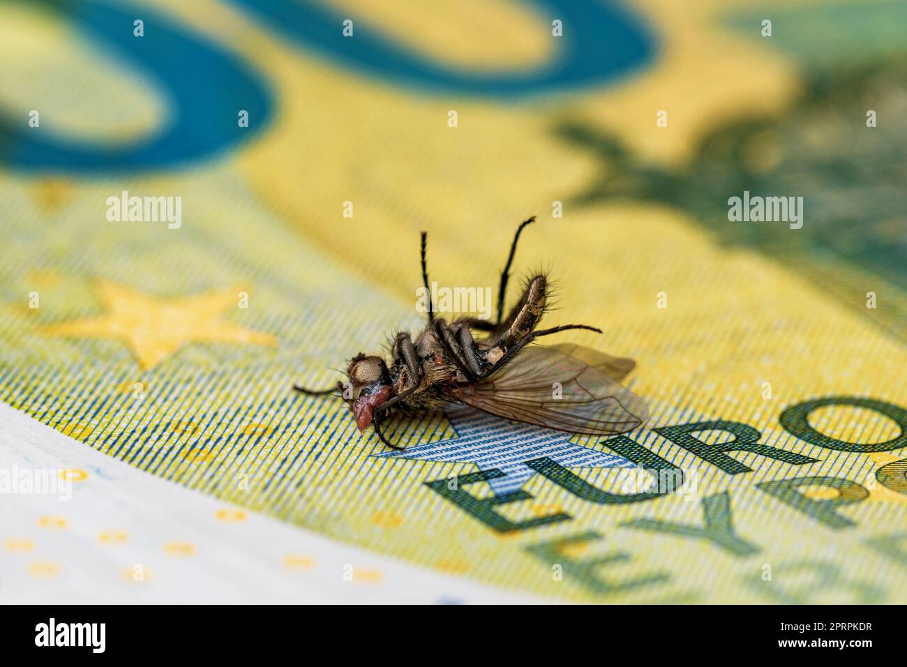 Finanzkrise - trockene, tote Stubenfliege auf dem 100-Euro-Schein Stockfoto