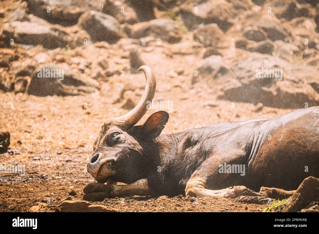 Goa, Indien. Gaur Bull, Bos Gaurus Oder Indian Bison Auf Dem Boden. Es Ist Die Größte Tierart Unter Den Wildrindern. In Malaysia Heißt Es Seladang Und Pyaung In Myanmar Stockfoto