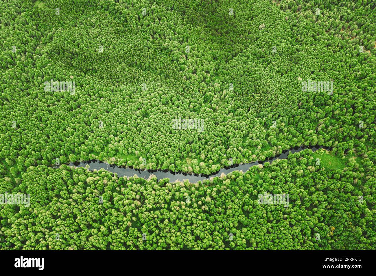 Erhöhter Blick Auf Green Small Moor Marsh Swamp River Wetland Und Green Forest Landschaft Im Sommer Tag. Einstellung. Wald in Vogelperspektive Stockfoto