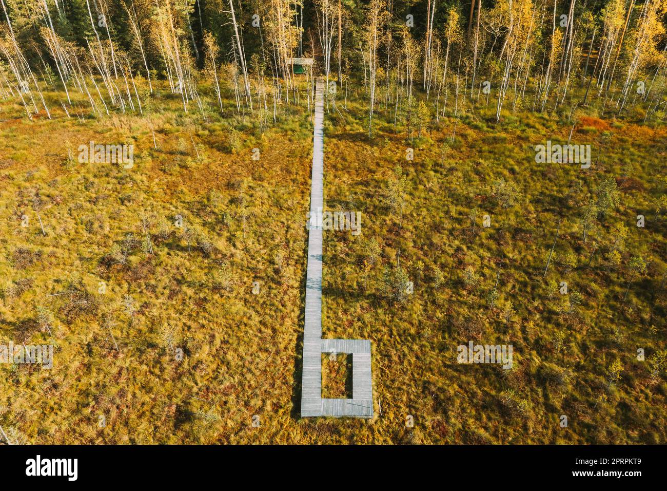 Weißrussland, Biosphärenreservat Beresinsky. Blick aus der Vogelperspektive auf den Holzweg vom Sumpfgebiet zum Wald am sonnigen Herbsttag. Panorama Stockfoto