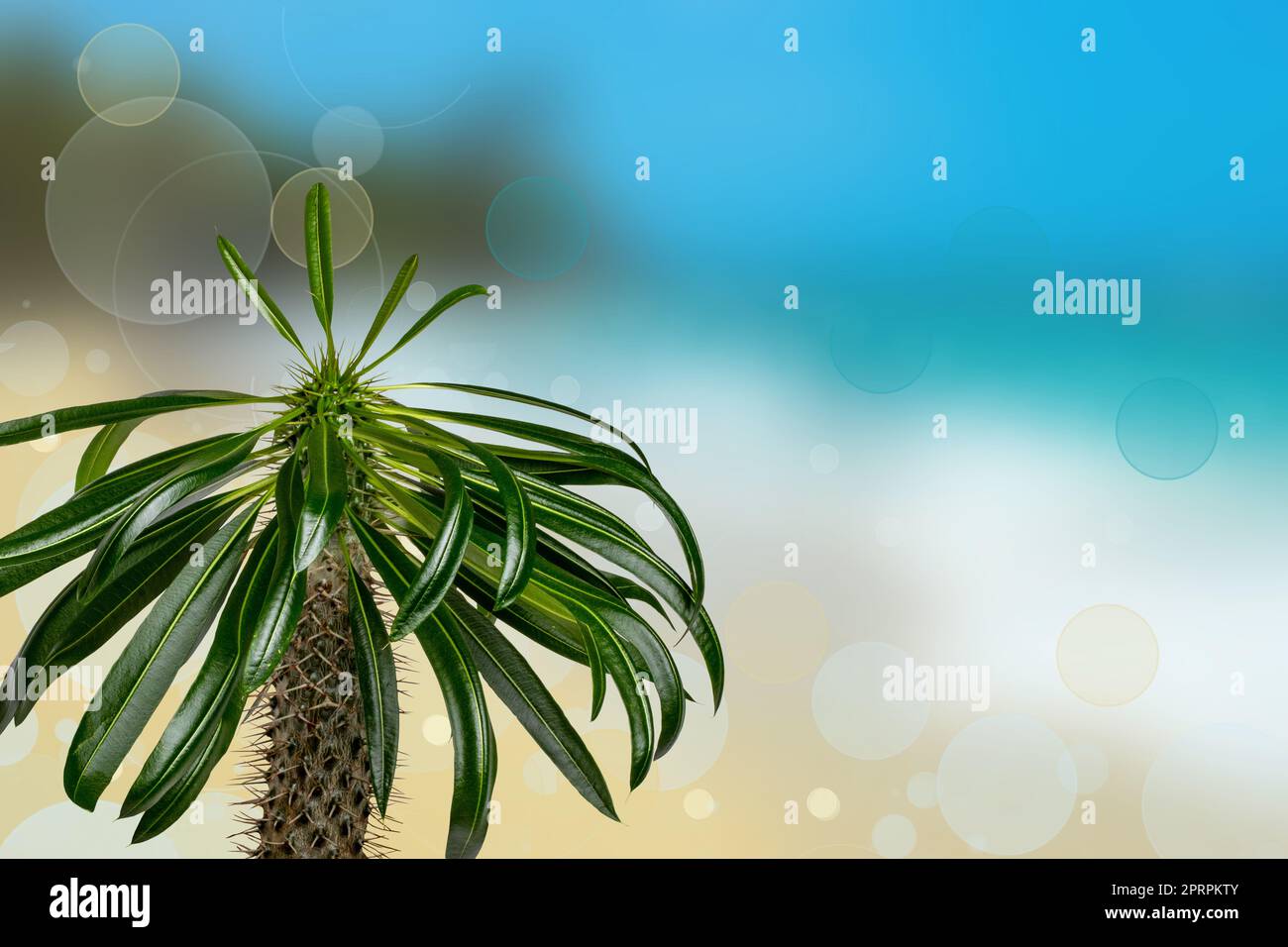 Abstrakter Meereshintergrund. Abstrakt tropischen Sandstrand Sommer Strand Hintergrund mit Bokeh Lichter auf hellblauen Himmel und Sonne. Schöne Textur. Platz. Stockfoto