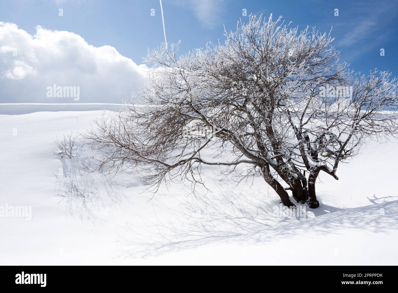 Winterlandschaft, einsamer Baum bedeckt von Schnee Stockfoto