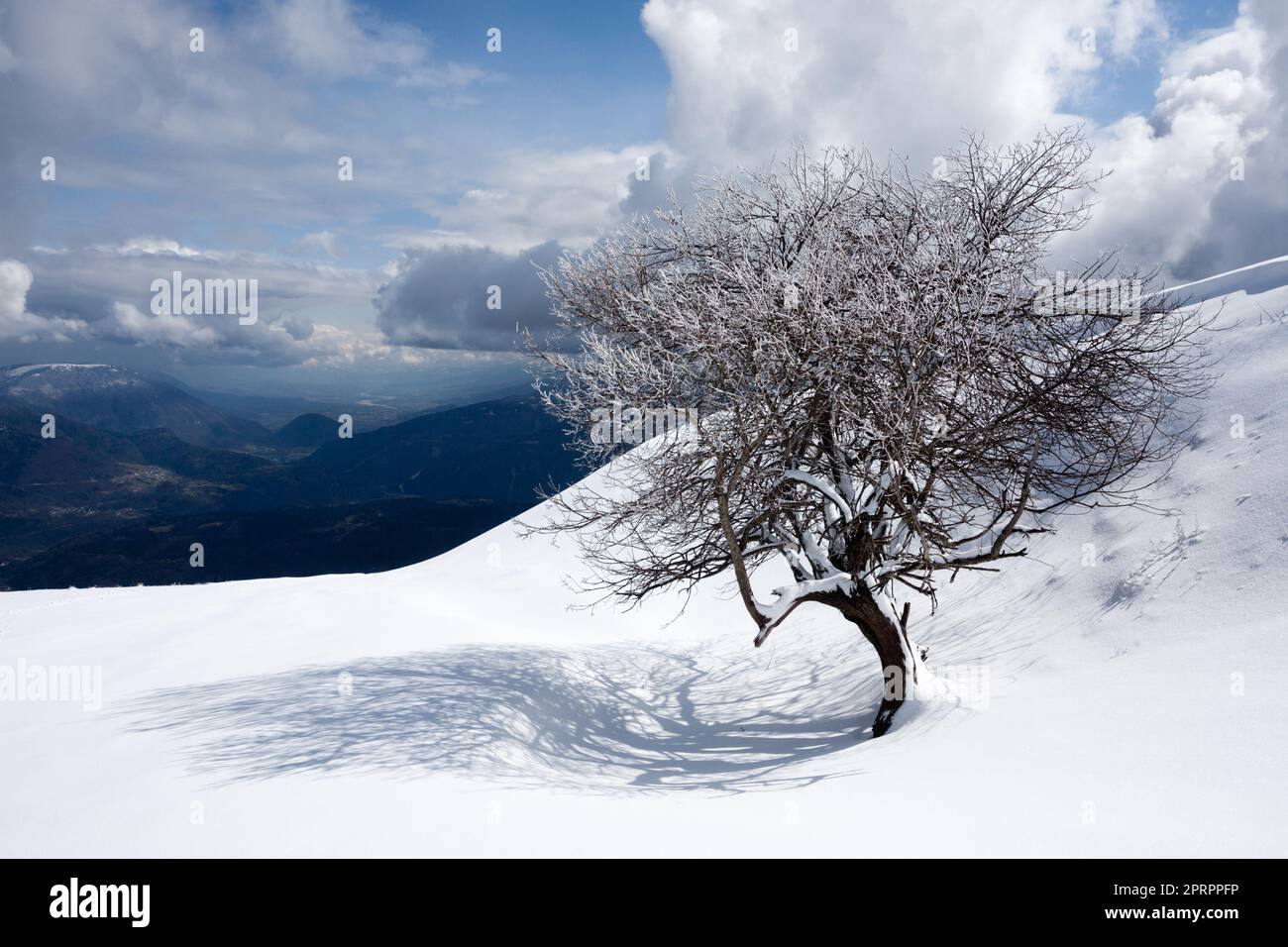 Winterlandschaft, einsamer Baum bedeckt von Schnee Stockfoto