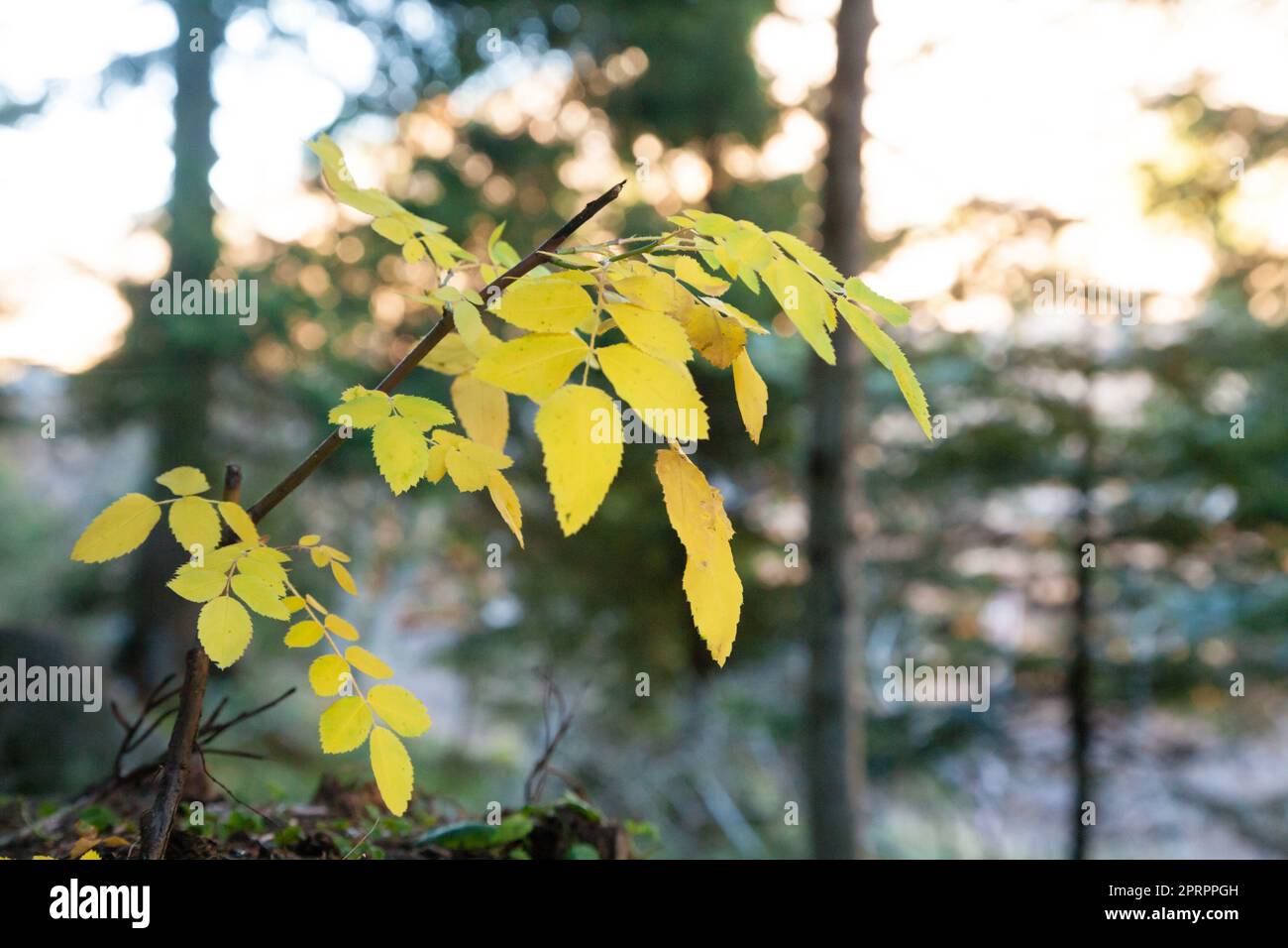 Gelbe Blätter auf Waldhintergrund. Minimale Naturlandschaft Stockfoto