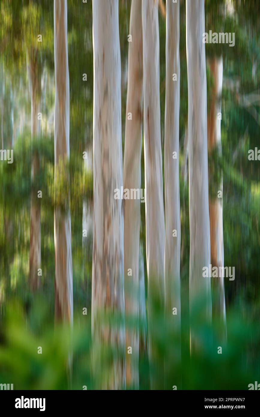 Bäume wachsen, wo sie wollen. Ein strukturierter Hintergrund. Stockfoto