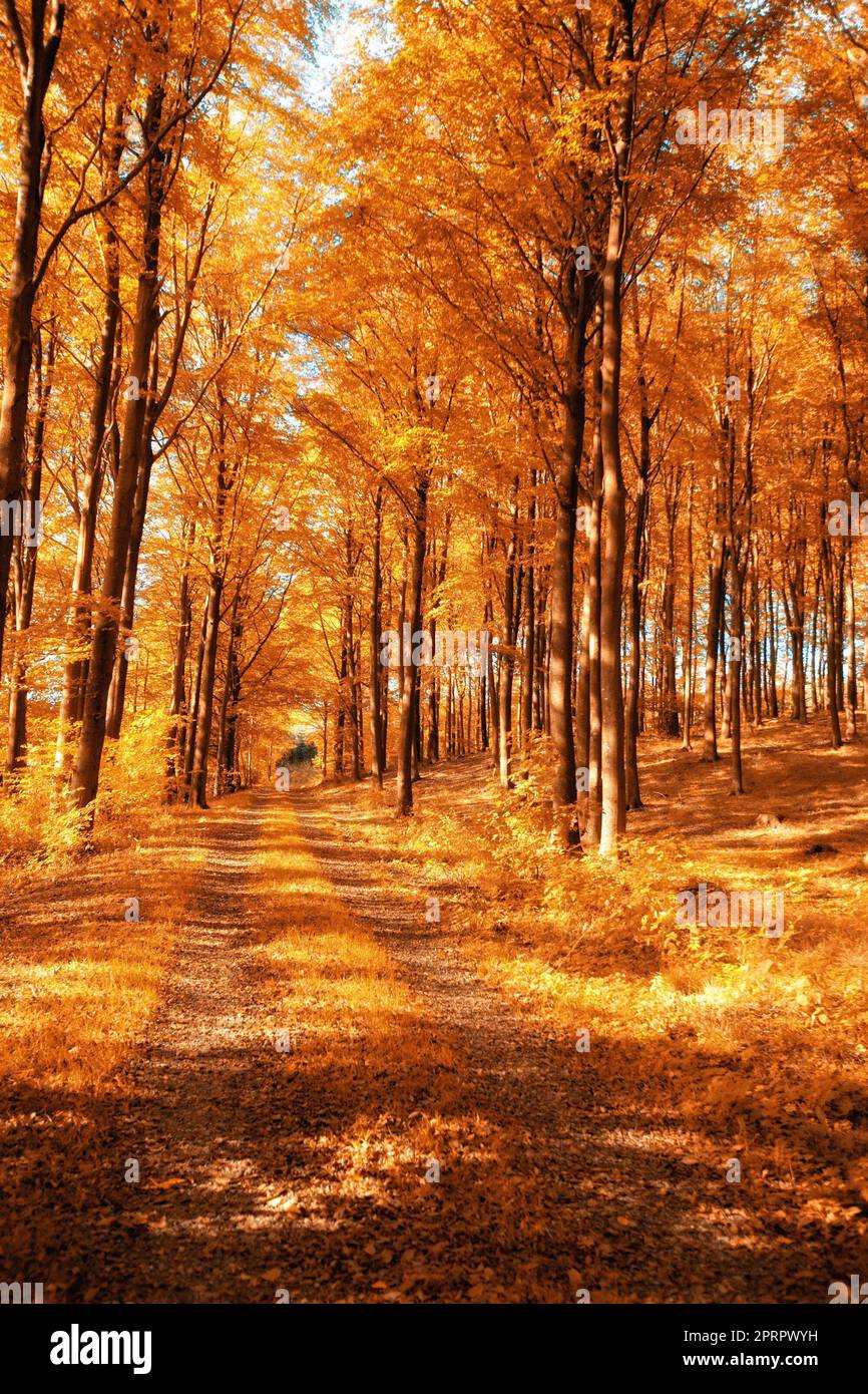 Herbst in den Farben des Herbstes. Herbstwald in all seinen warmen Farben. Stockfoto
