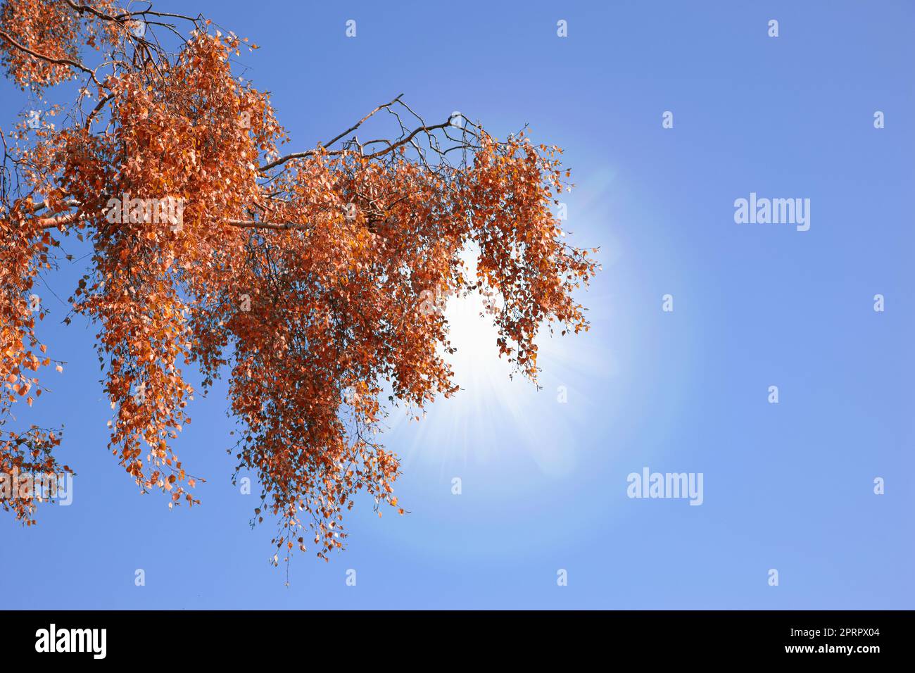 Herbst in den Farben des Herbstes. Ein Foto von roten Herbstblättern im Sonnenlicht. Stockfoto