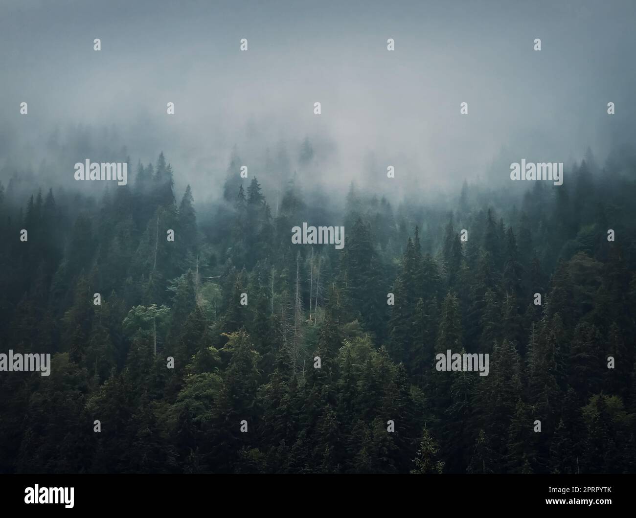 Nebeltannenwald im Hintergrund. Idyllische und stimmungsvolle Szene mit Wolken, die sich über den Kiefern bewegen. Natürliche Landschaft mit Nadelwäldern auf den bergigen Hügeln bedeckt mit Nebel Stockfoto