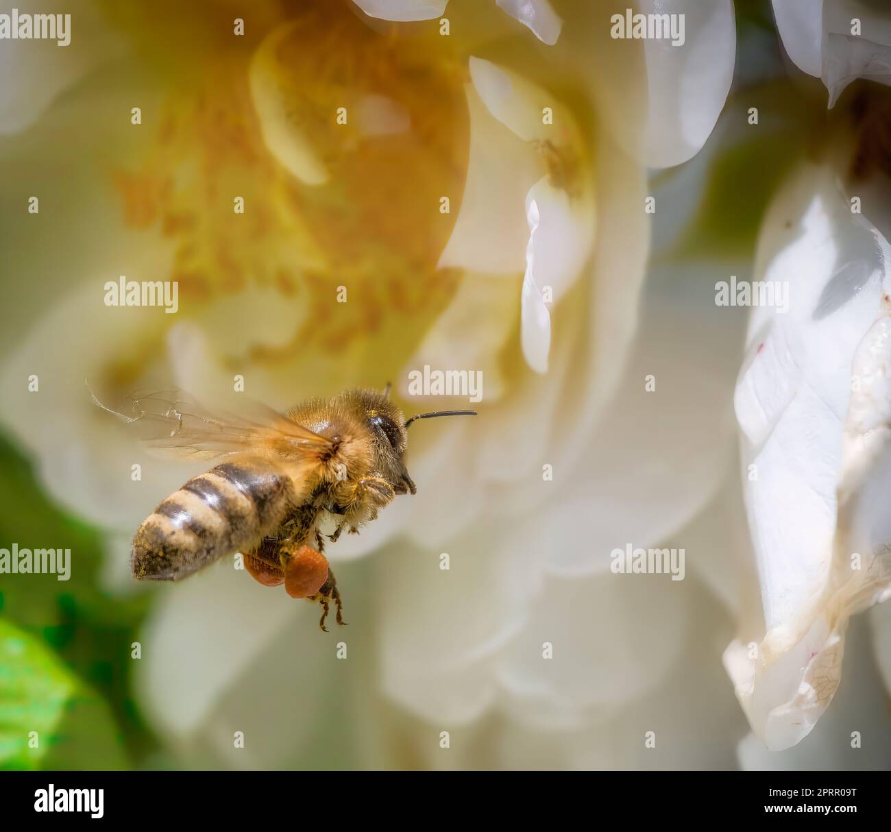 Biene fliegt zu einer weißen Rosenblüte Stockfoto
