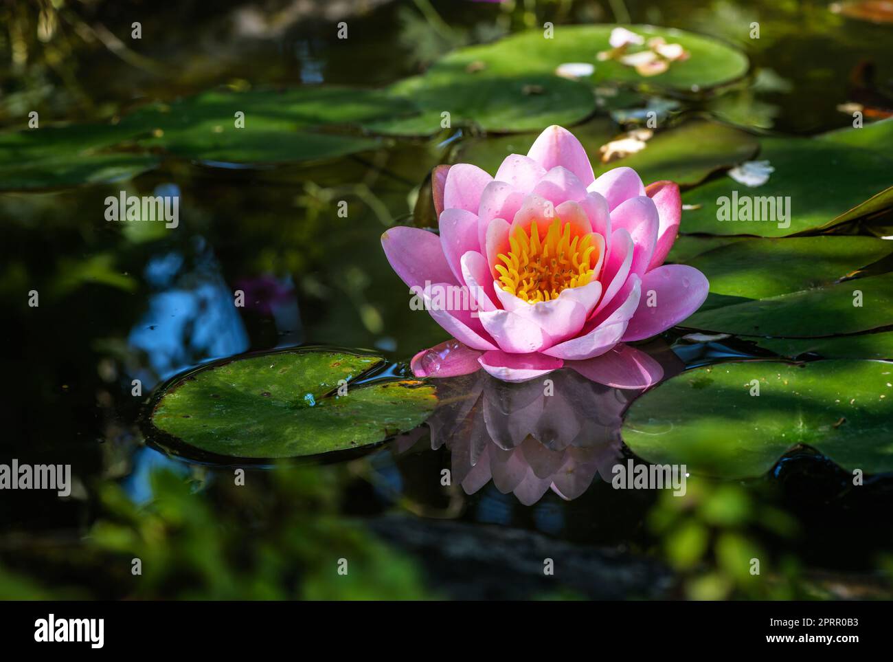 Rosa wasserlilie blüht in einem Teich Stockfoto