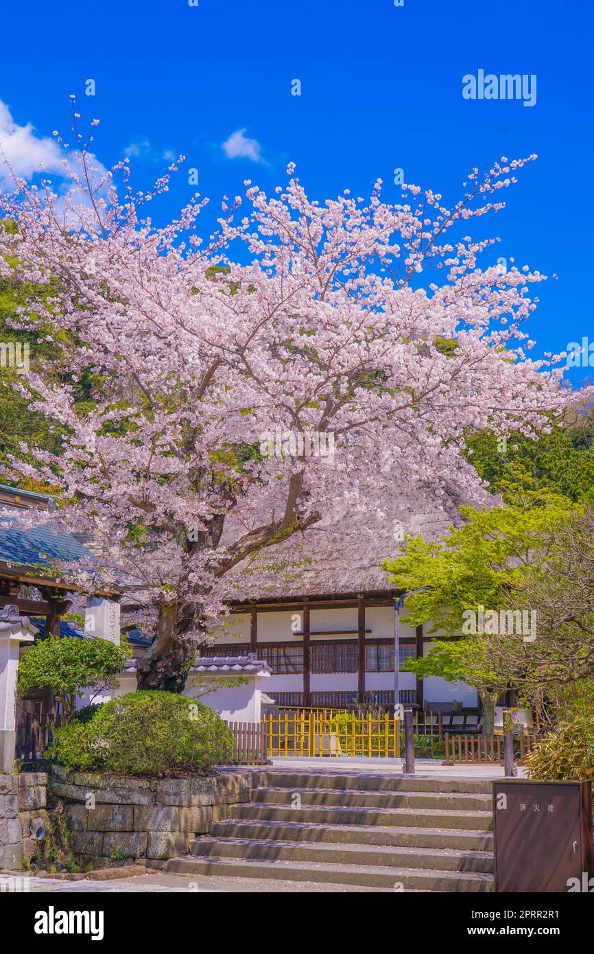 Engakuji der vollen Blüte des Kirschbaumes (Kamakura, Präfektur Kanagawa) Stockfoto