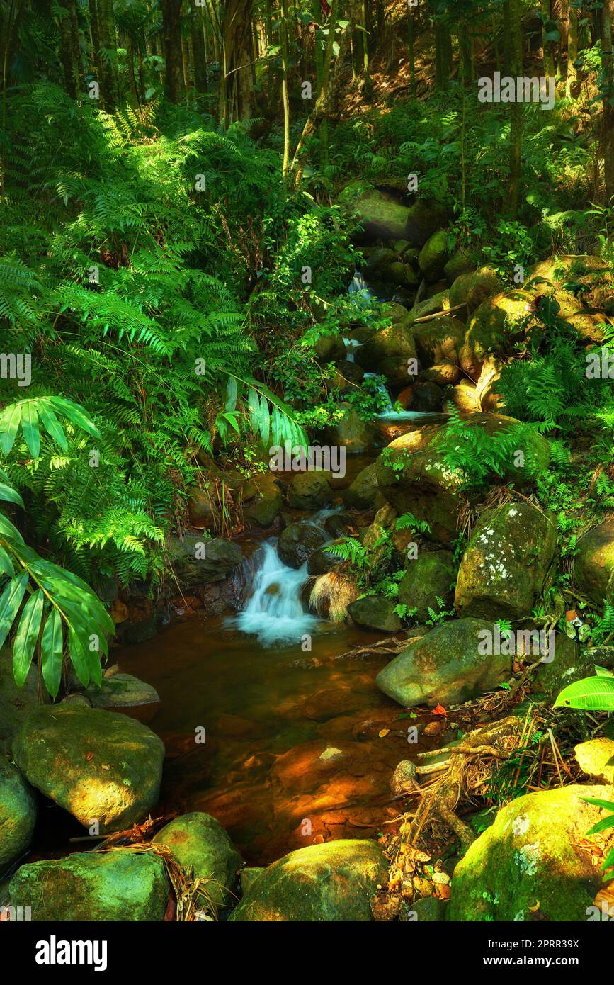 Kleine Wasserfälle und Flüsse im Dschungel. Bäume, Flüsse und kleine Wasserfälle des Regenwaldes - Hawaii, USA. Stockfoto