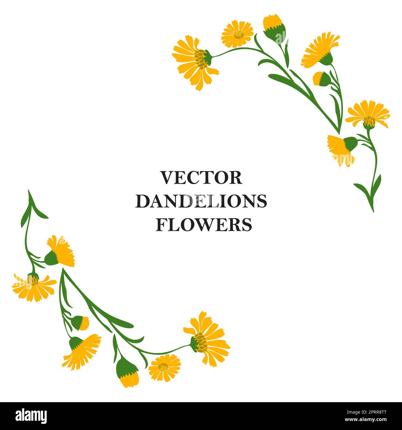 Uber den Blütenrand von Pflanzenlöwenzahn isoliert auf weißem Hintergrund. Botanischer Rahmen mit gelben Astblumen und grünen Blättern Gänseblümchen-Vektordarstellung. Grafikdesign für Gruß, Feiertage und Feiern Stock Vektor