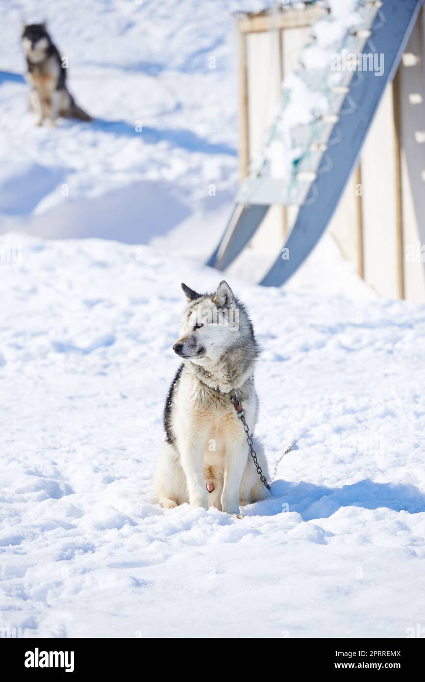 Schlittenhunde in der Stadt Ilulissat - Grönland. Schlittenhund - 7000 Schlittenhunde in der Stadt Ilulissat, in einer Stadt mit 4500 Einwohnern, Grönland, Dänemark. Der Monat Mai. Stockfoto