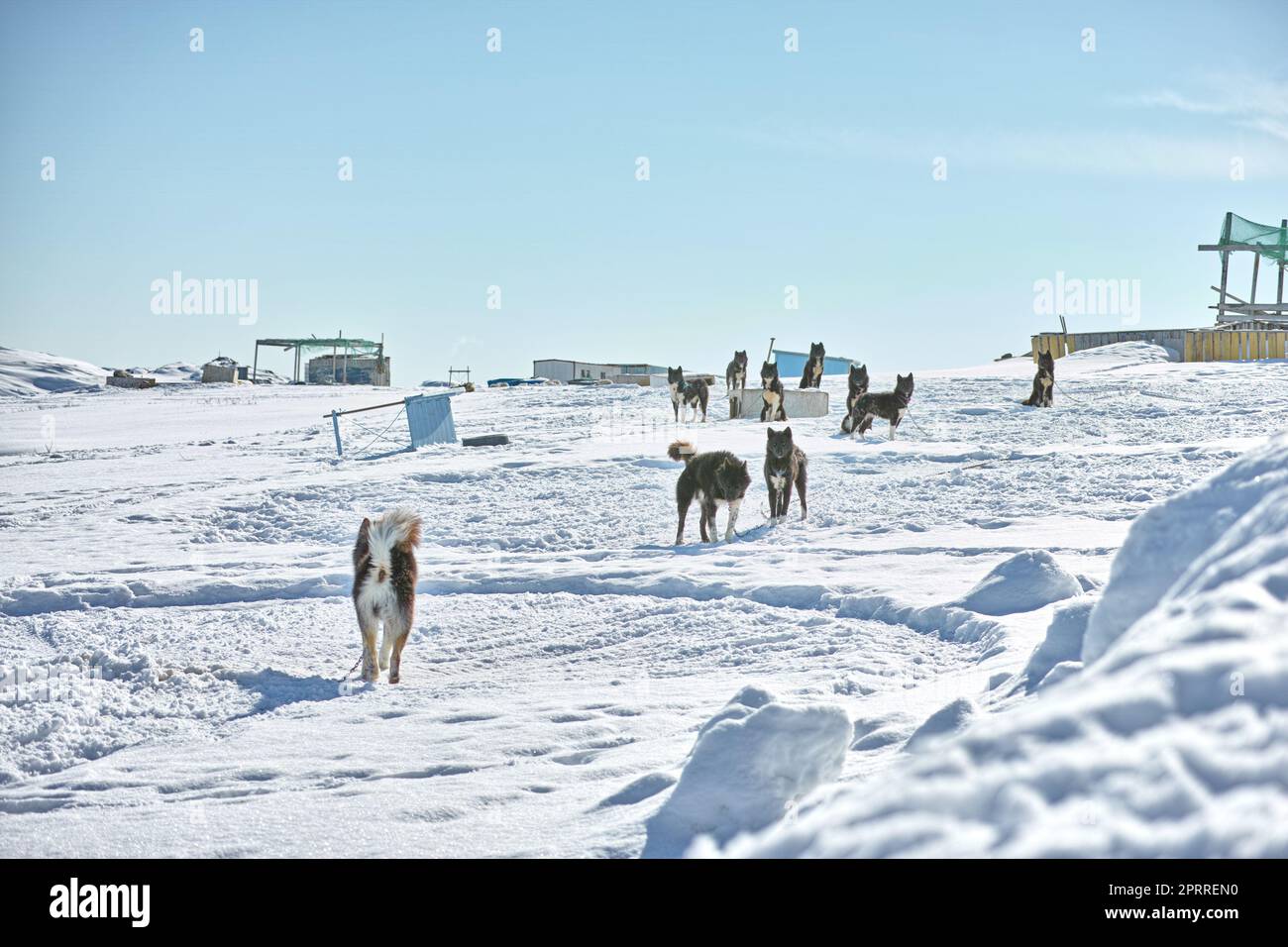 Schlittenhunde in der Stadt Ilulissat - Grönland. Schlittenhund - 7000 Schlittenhunde in der Stadt Ilulissat, in einer Stadt mit 4500 Einwohnern, Grönland, Dänemark. Der Monat Mai. Stockfoto