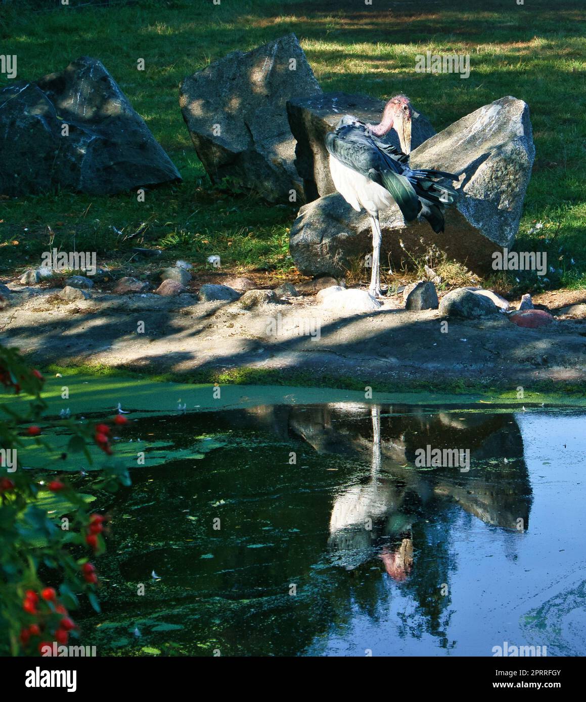 Grauer Reiher sitzt an Land und ruht in der Sonne. Ein eleganter Jäger, der gefunden werden kann Stockfoto