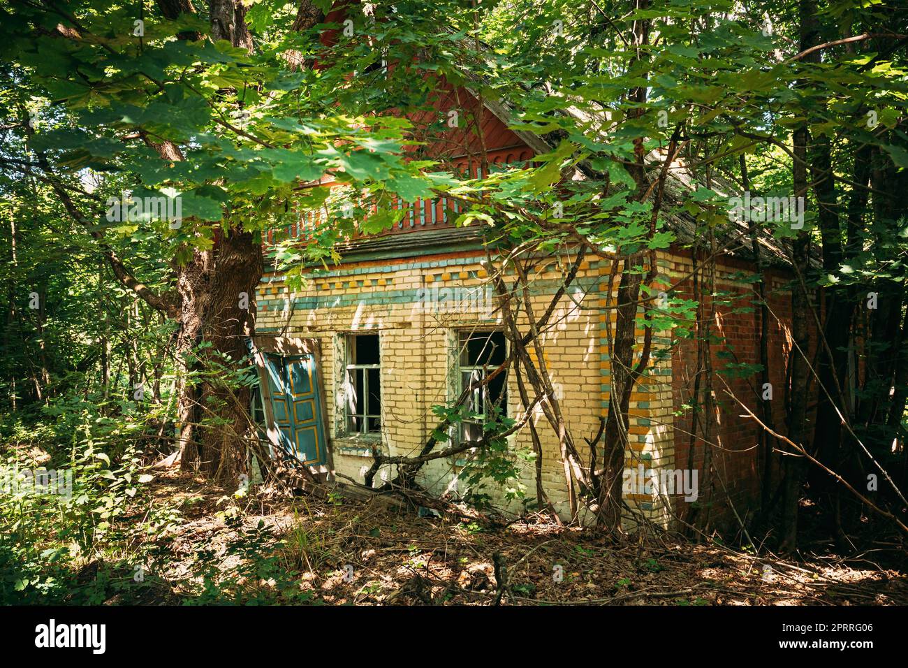 Weißrussland. Verlassenes Haus Mit Bäumen Und Vegetation In Der Umsiedlungszone Von Tschernobyl. Chornobyl-Katastrophen. Verfallenes Haus Im Belarussischen Dorf. Ganze Dörfer Müssen Beseitigt Werden Stockfoto