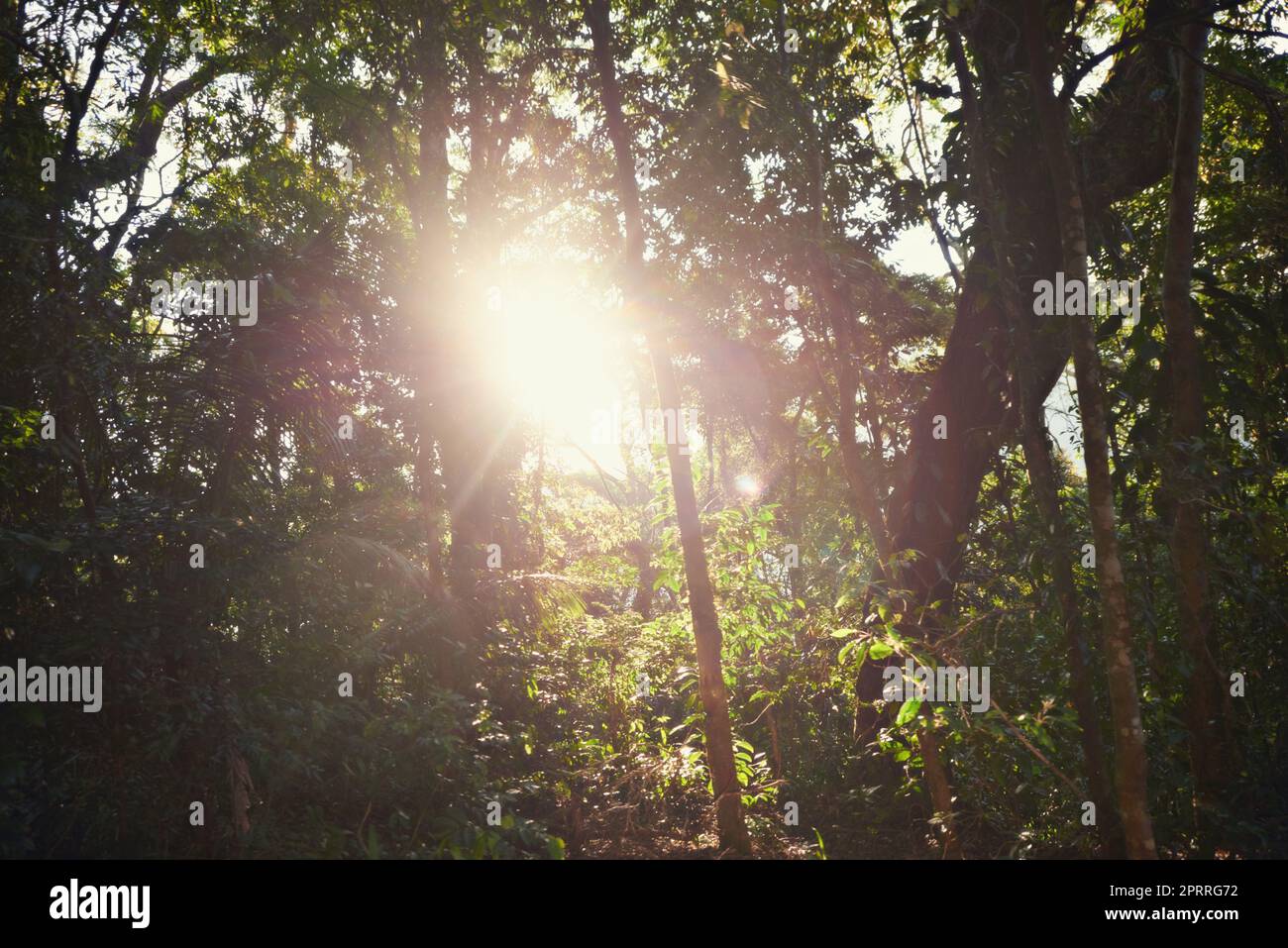 Sonnenaufgang im Wald. Die Sonne scheint durch Bäume in einem Rio-Wald. Stockfoto