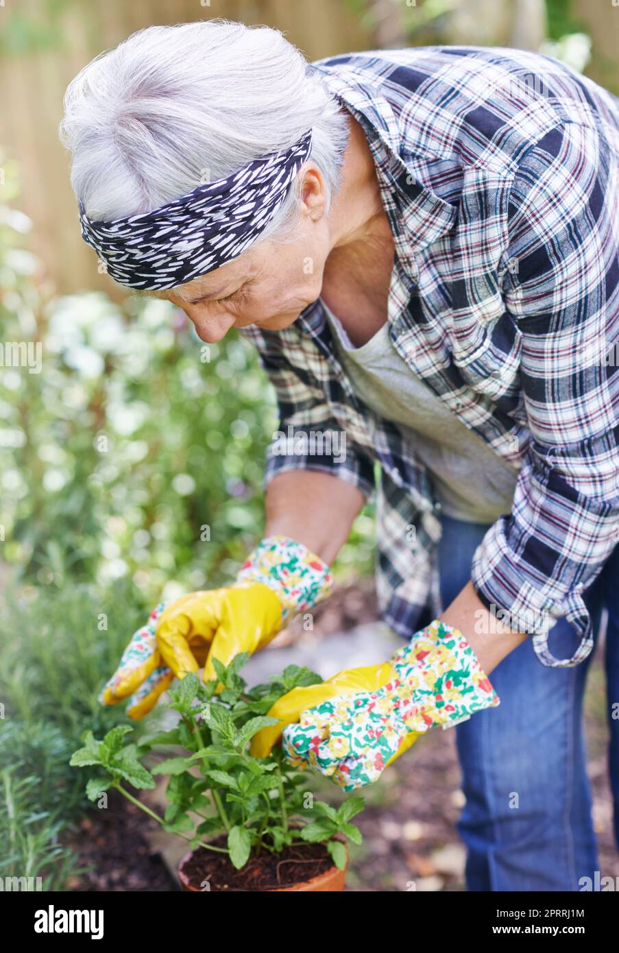 Neues Leben fördern. Eine glückliche ältere Frau, die in ihrem Garten arbeitet. Stockfoto