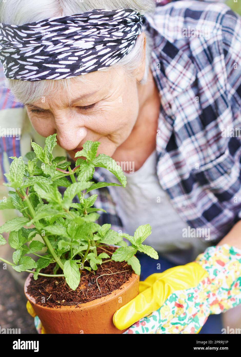 Ich wusste nie, wie viel Freude die Gartenarbeit bringen konnte. Ein glückliches Seniorenpaar beschäftigt Gartenarbeit in ihrem Hinterhof. Stockfoto