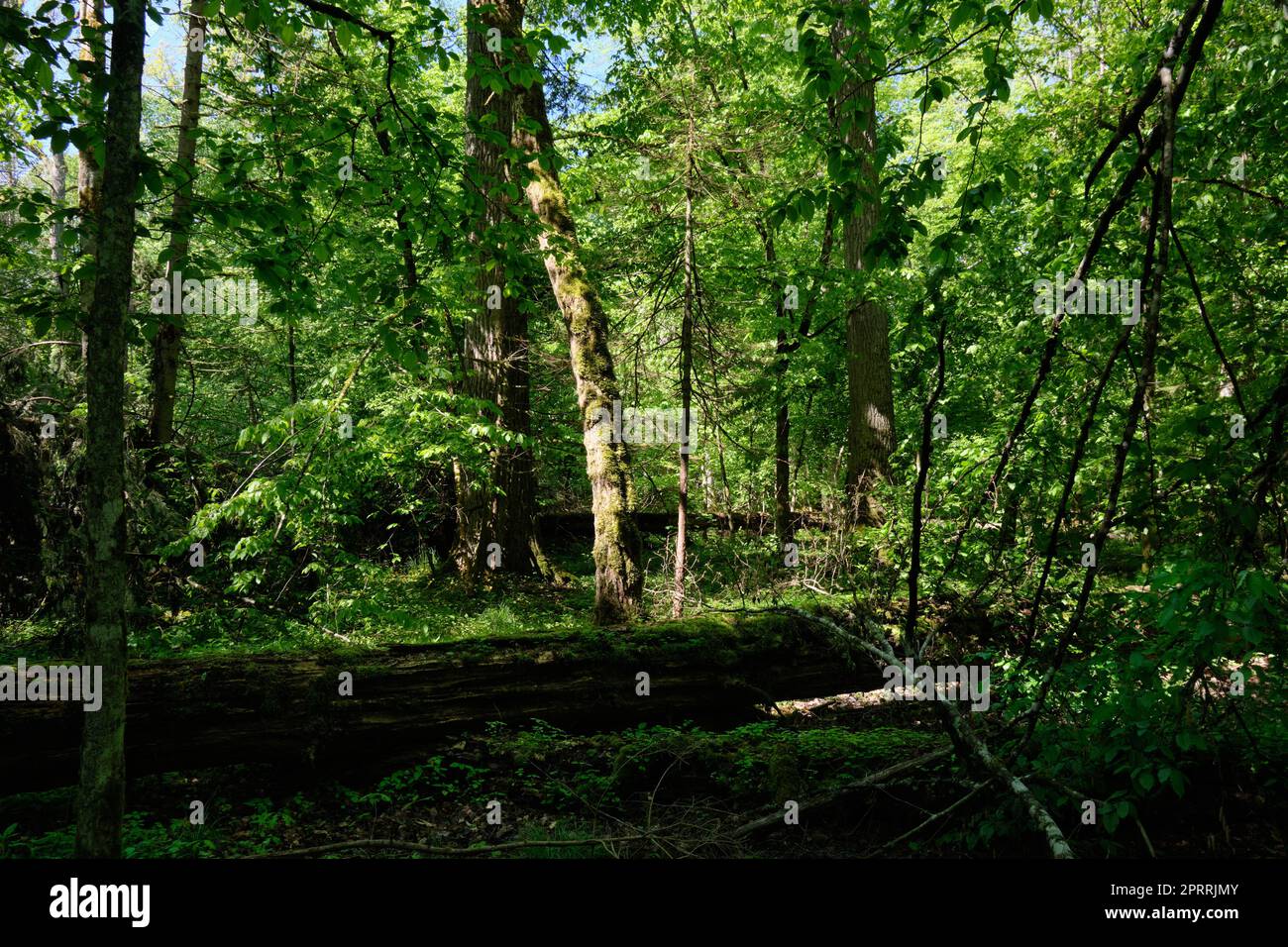 Laubwald mit Hornbalken im Frühjahr Stockfoto