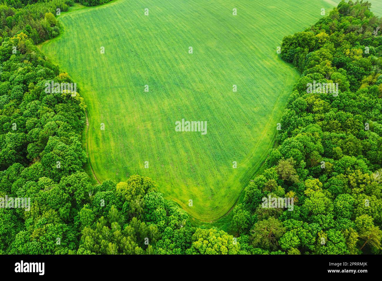 Luftaufnahme Frühling Grünfeld Und Waldlandschaft. Draufsicht Auf Feld- Und Waldgürtel. Vogelperspektive Stockfoto