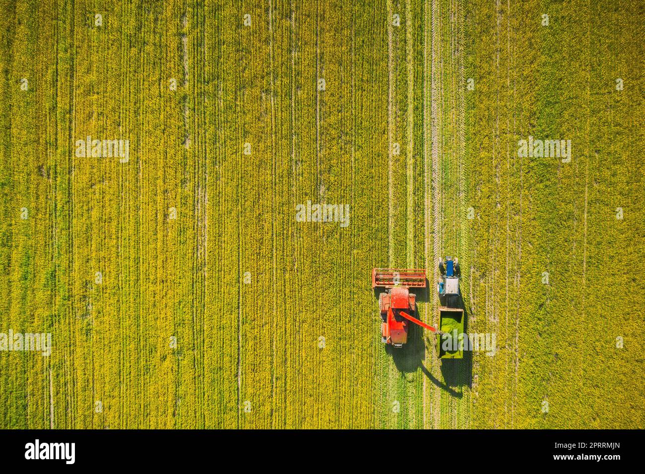 Luftaufnahme Der Ländlichen Landschaft. Mähdrescher Und Traktor Arbeiten Im Feld Zusammen. Ernte Von Ölsaaten Im Frühjahr. Landwirtschaftliche Maschinen, Die Blooming Rapeseeds Canola Colza Sammeln. Erhöhte Aussicht Stockfoto