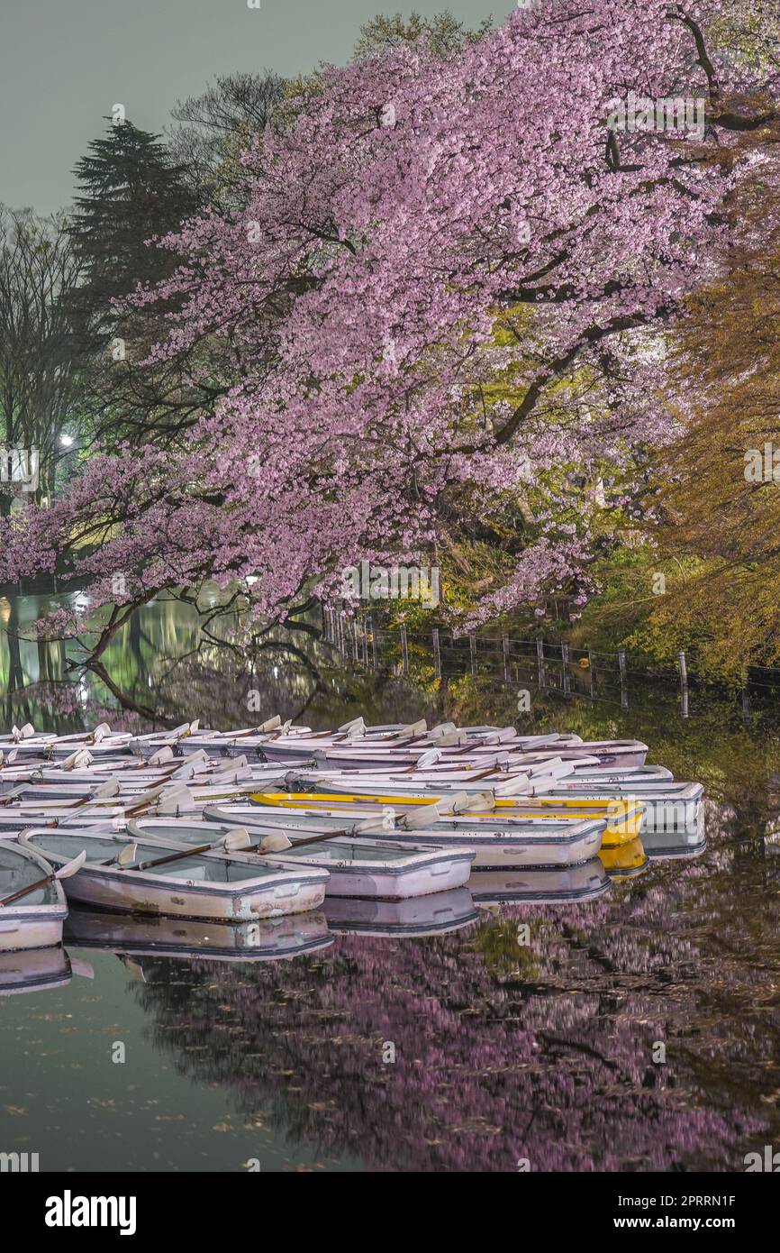 Kirschblüten bei Nacht und das Boot im Inokashira Park Stockfoto