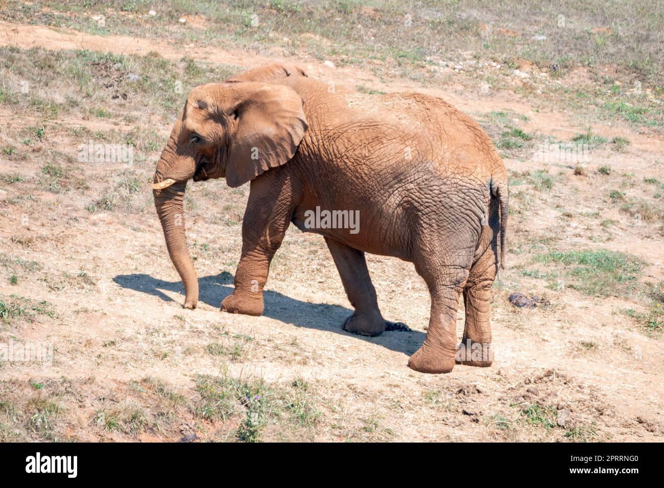 Afrikanischer Elefant im natürlichen Lebensraum. Stockfoto