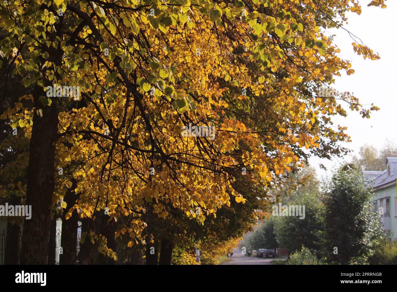 Herbstliche Stadtlandschaft. Bäume mit gelben und roten Blättern. Die Schönheit der Natur Stockfoto