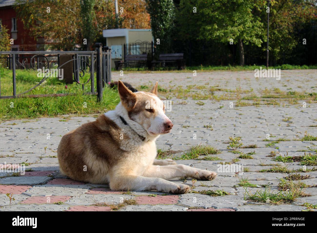 Ein großer streunender Hund liegt auf den Pflasterplatten in der Mitte des Stadtplatzes. Stockfoto