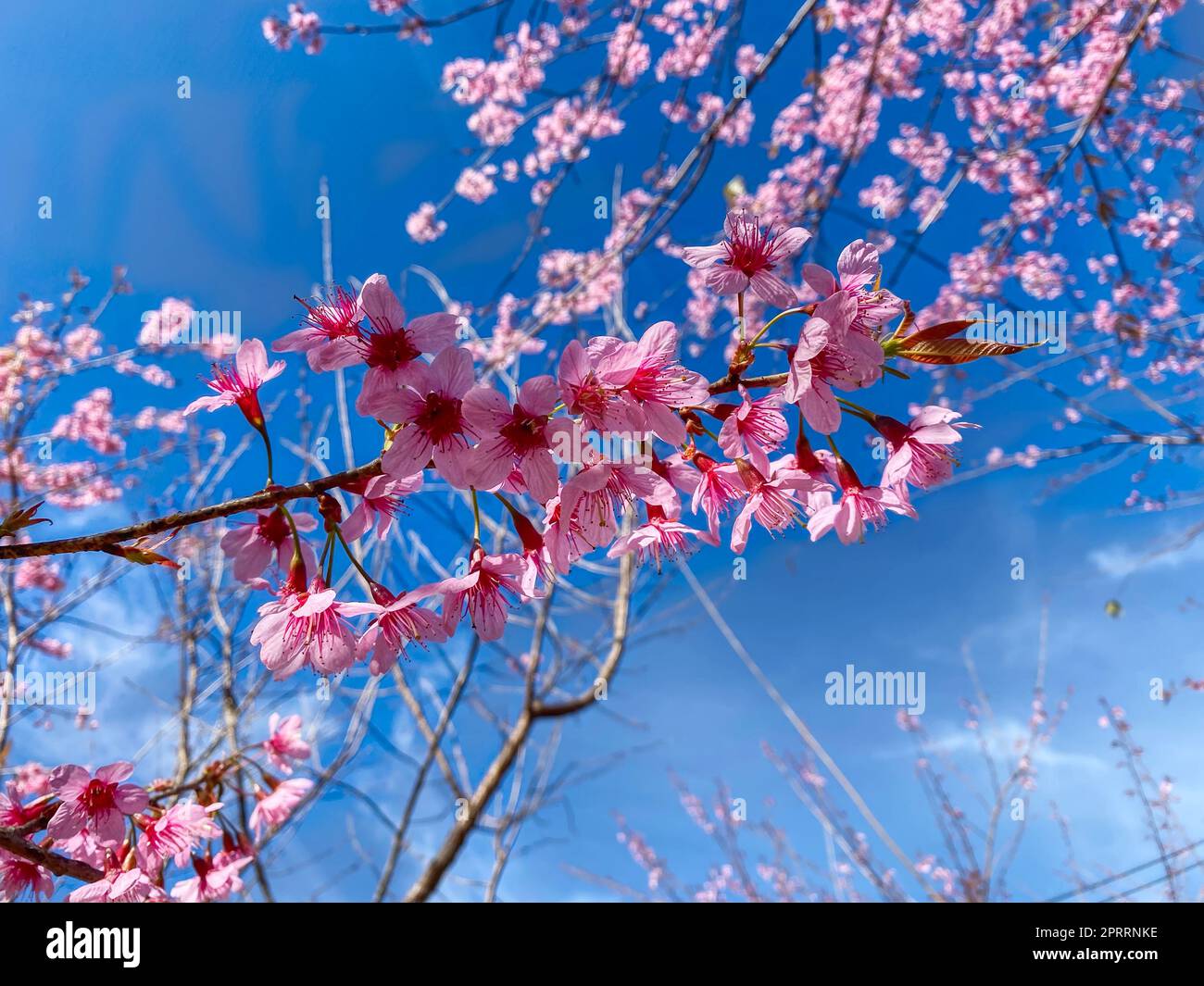 Phaya Suea Krong Blume Stockfoto