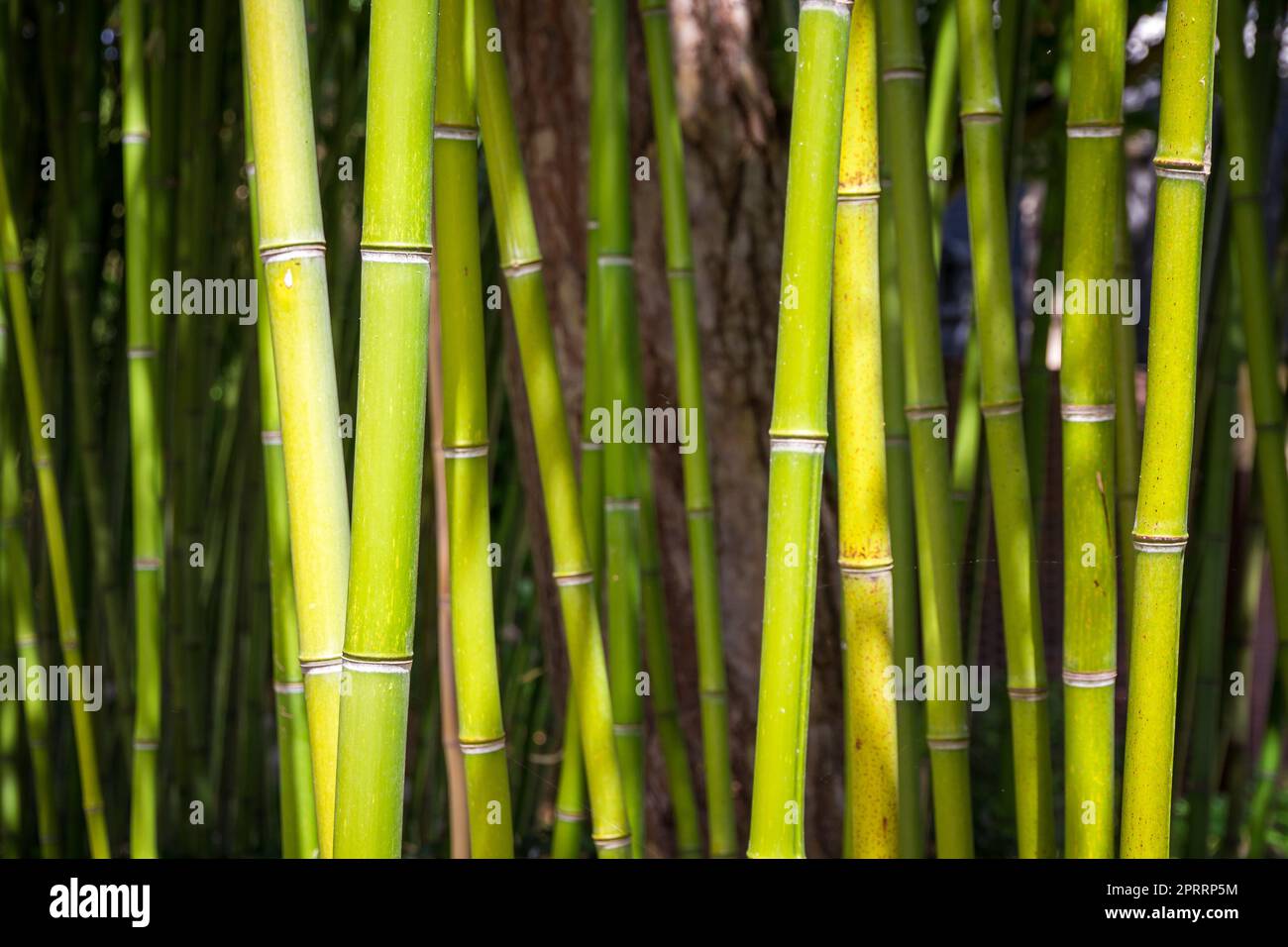 Bambus-Wald-Hintergrund Stockfoto