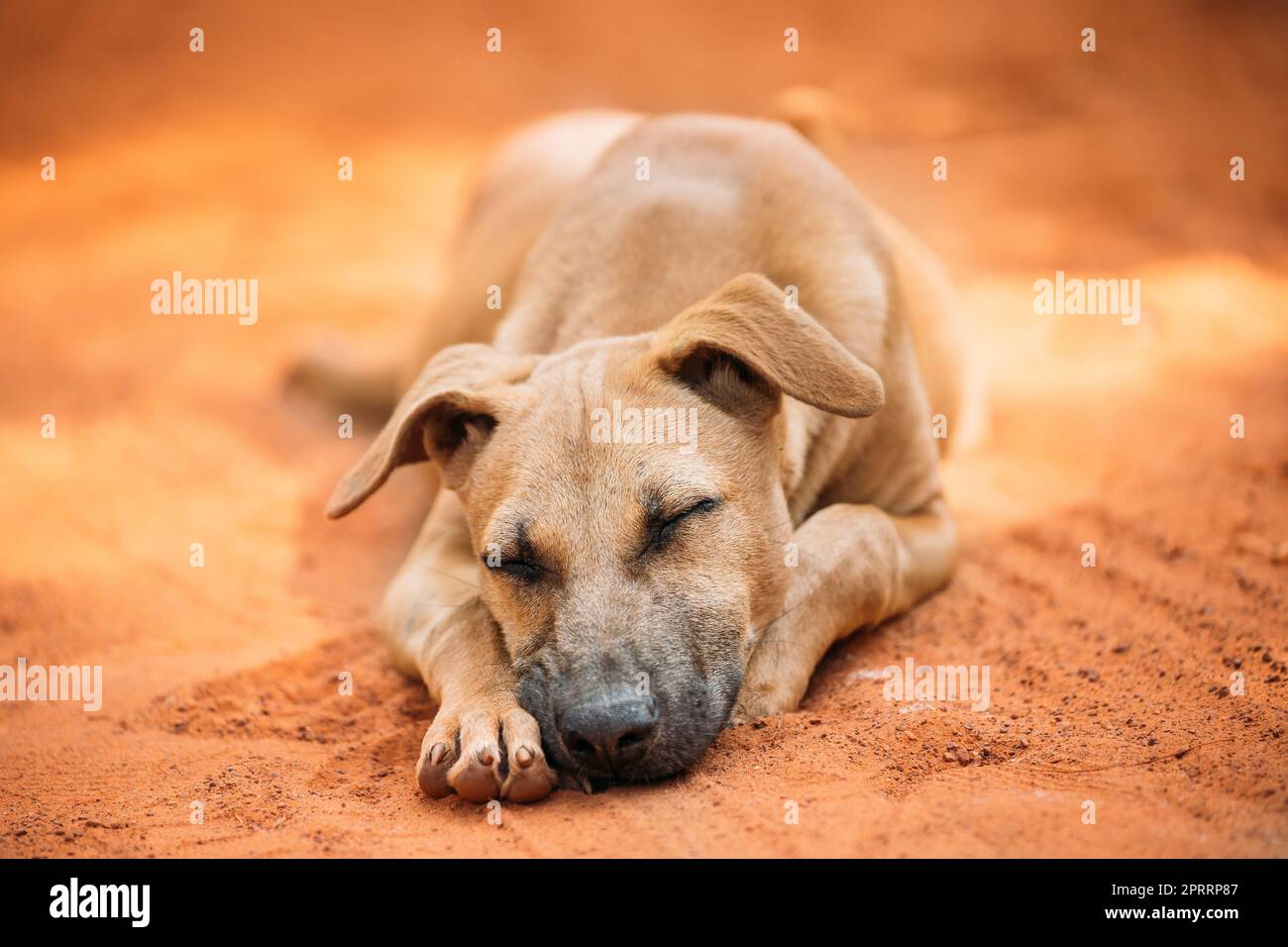 Obdachloser Roter Mischlingshund Schläft Im Freien Auf Orange Sand Stockfoto