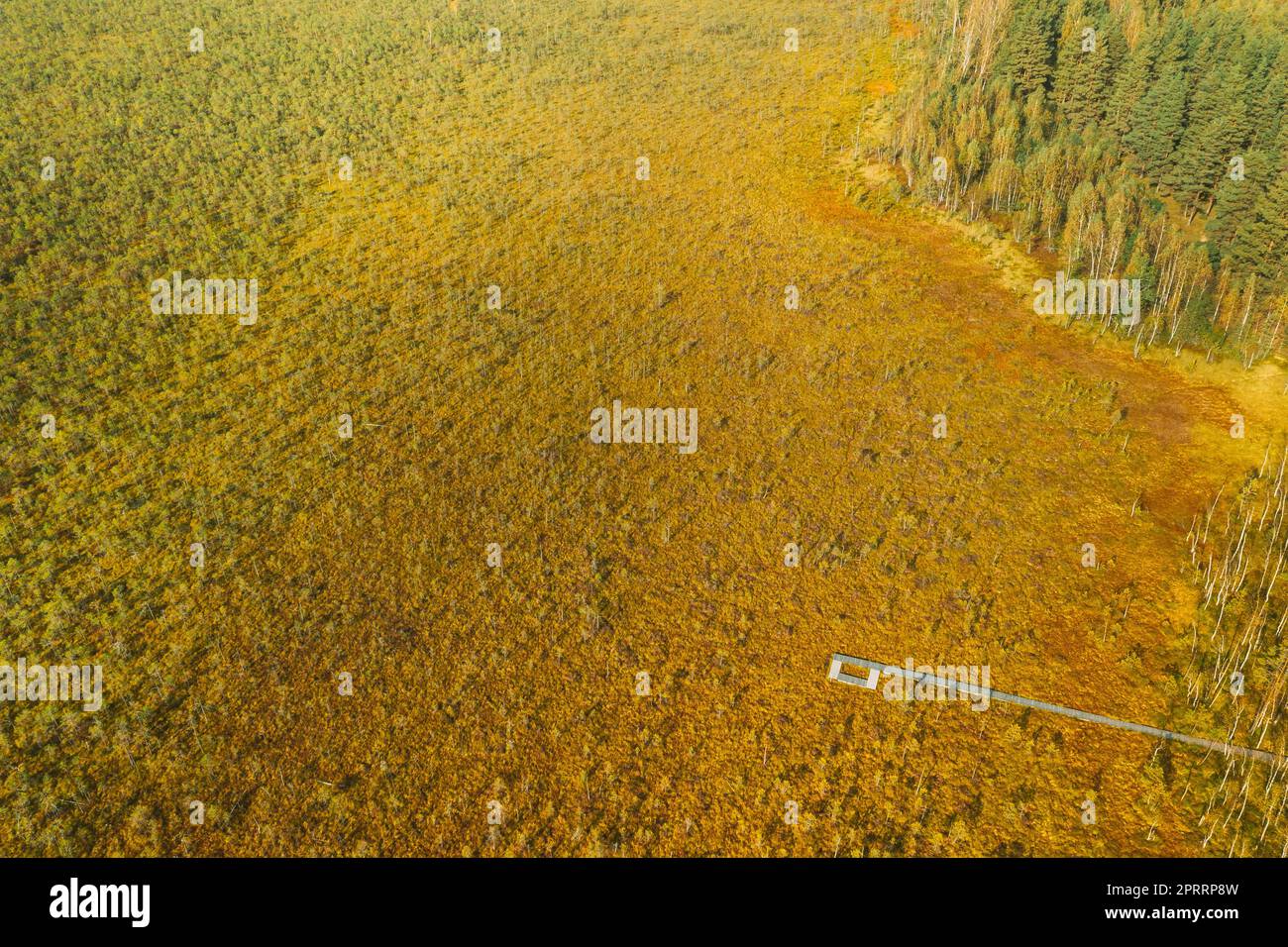 Belarus, Biosphärenreservat Berezinsky. Blick aus der Vogelperspektive auf den hölzernen Pfad vom Sumpf in den Wald am Sonnentag im Herbst. Panorama, Panoramaaussicht Stockfoto