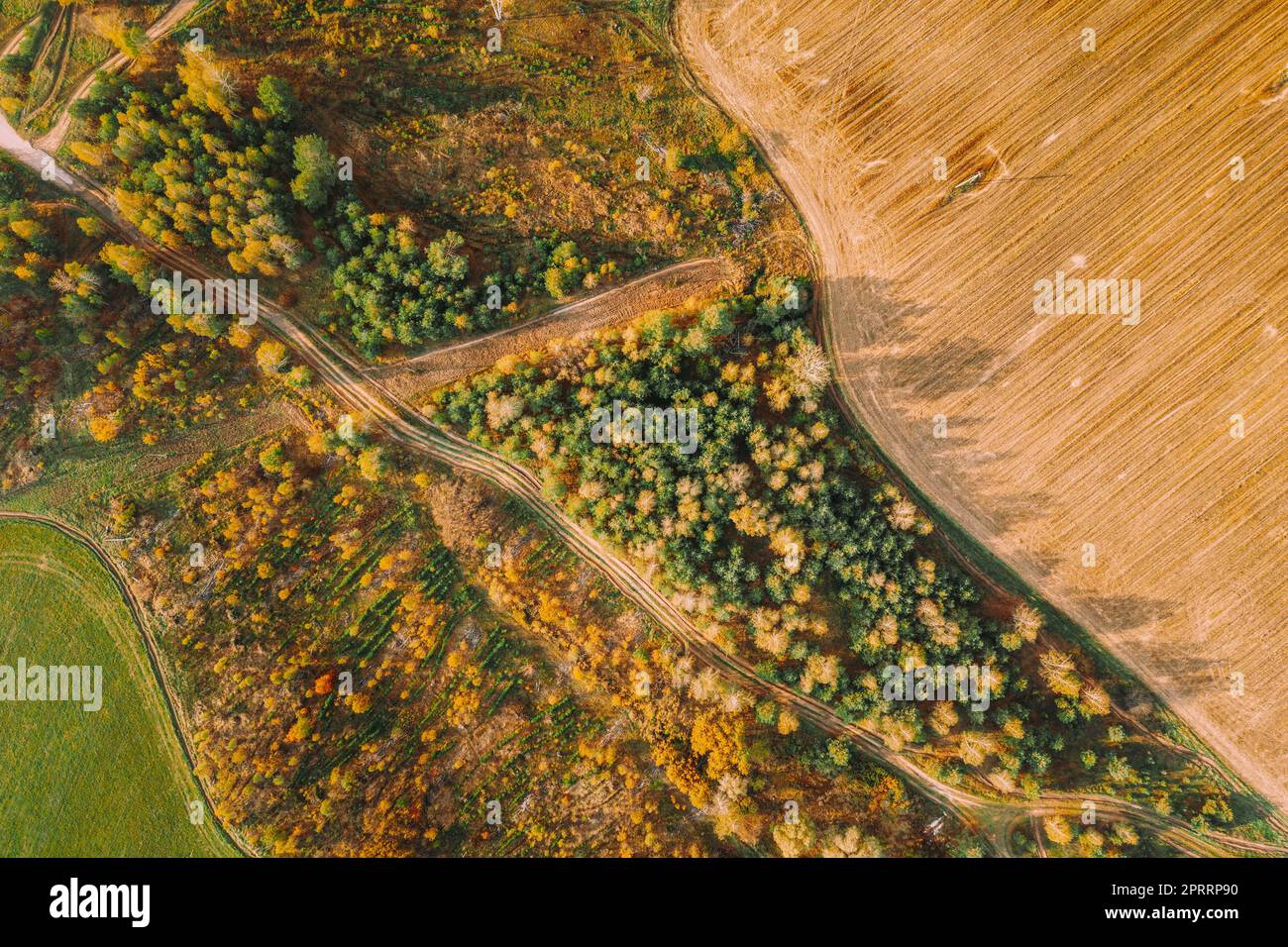 Plantage Aus Der Vogelperspektive Mit Young Green Forest In Der Nähe Der Ländlichen Feldlandschaft. Draufsicht Auf Den Neuen Jungwald. Europäische Natur Von Der Hohen Einstellung In Der Herbstsaison Stockfoto