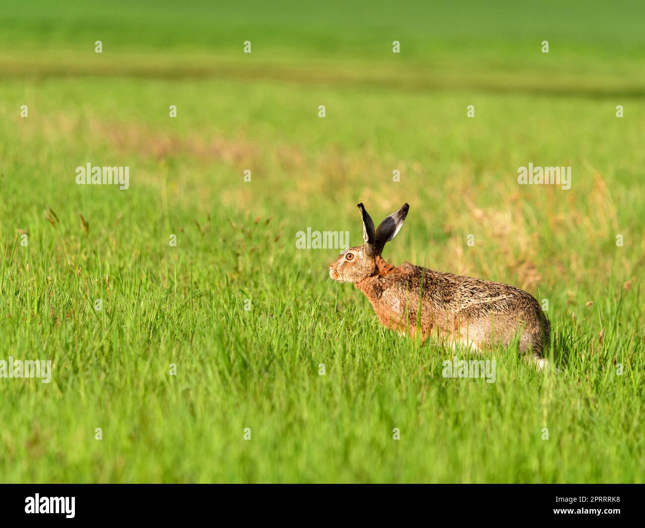 Wilder Hase in einem grünen Garten Stockfoto
