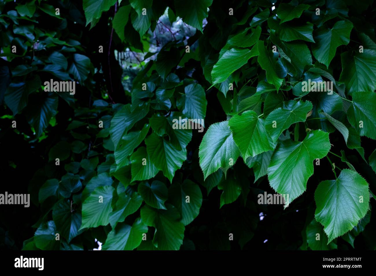 Frische grüne Laubbläulichen der im Sonnenlicht leuchtenden Linde. Stockfoto