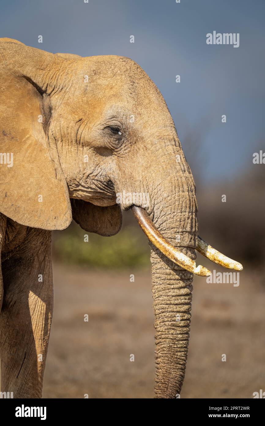 Nahaufnahme einer Kamera mit Blick auf afrikanische Buschelefanten Stockfoto