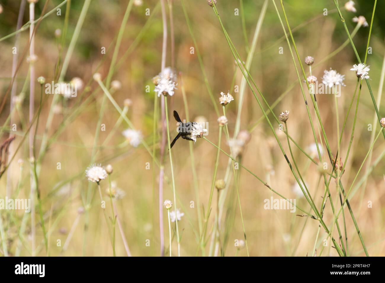 Frontalansicht einer schwarzen Hummel, die eine kleine weiße Blume bestäubt, umgeben von grünen Stämmen. Stockfoto