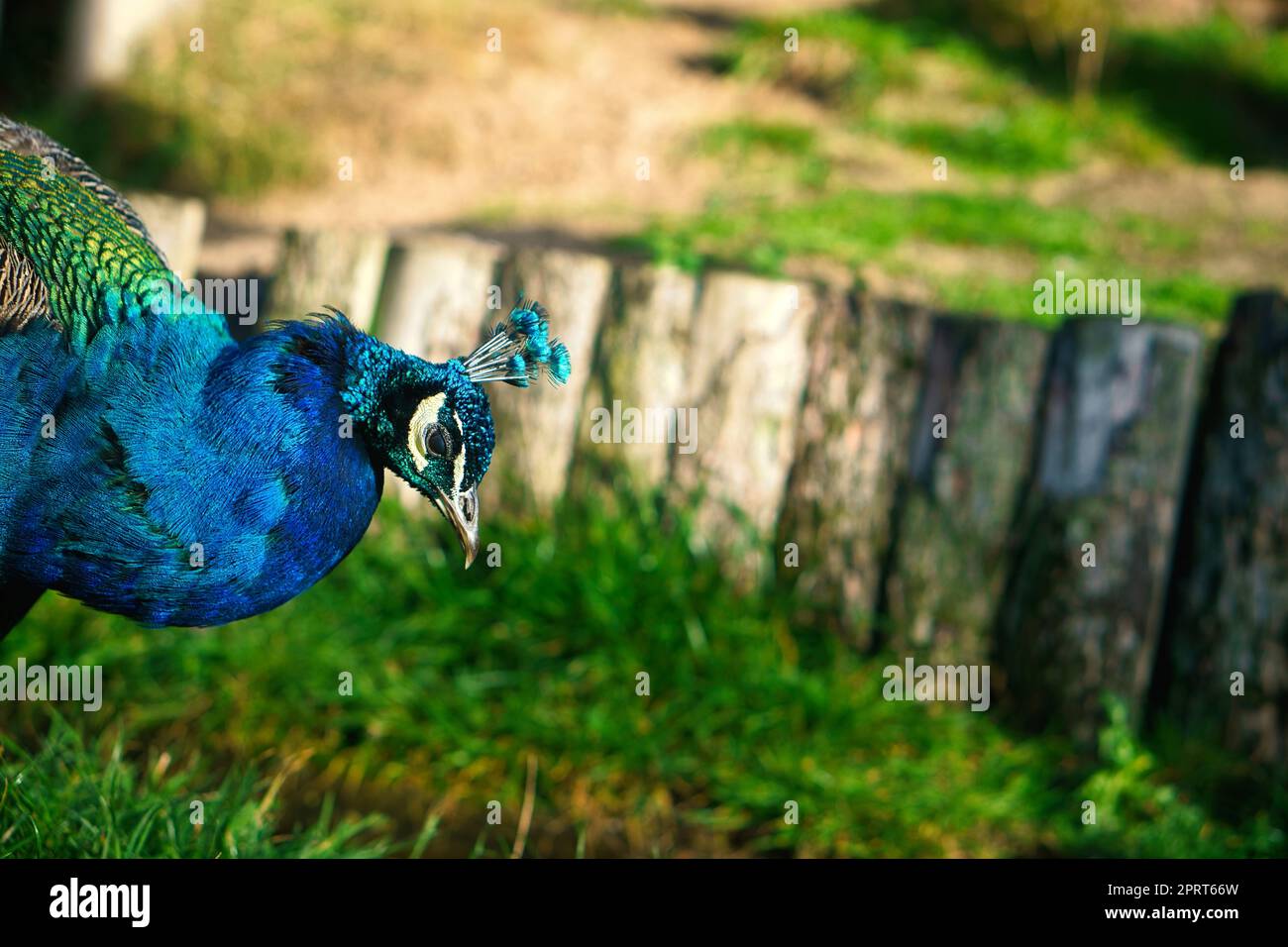 Vogel Pfau steckt seinen Kopf in das Bild. Eleganter Vogel in prächtigen Farben. Tierfoto Stockfoto