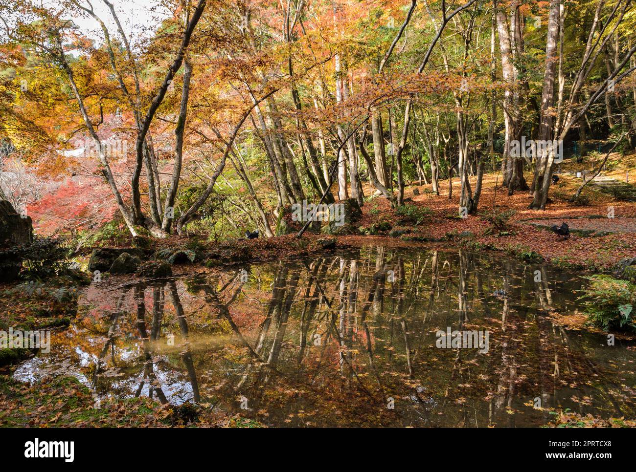 Wunderschöner herbstfarbener Garten im Daigo-ji-Tempel in Kyoto, Japan Stockfoto