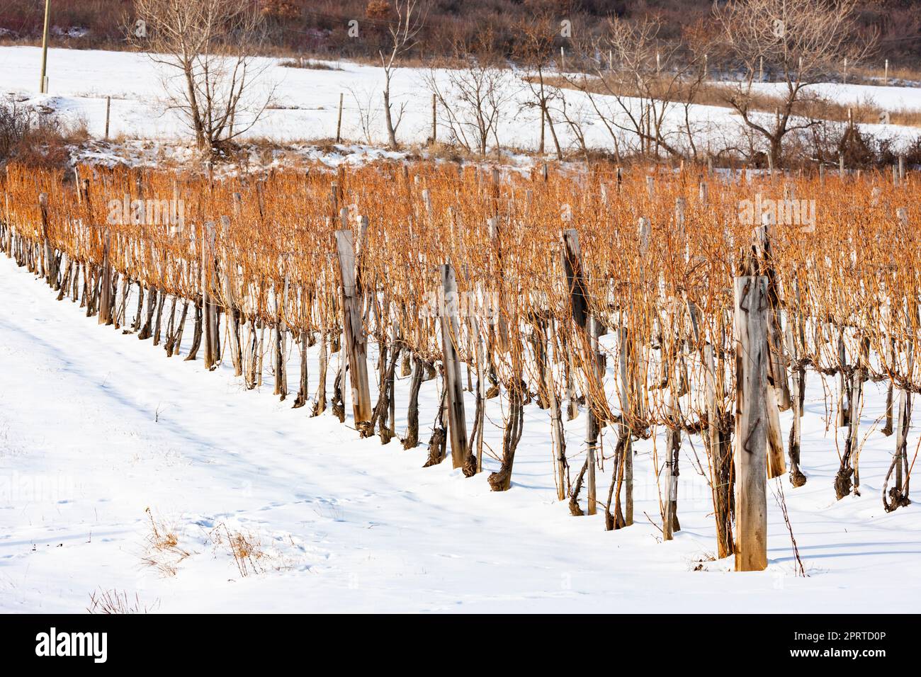 Weinberge in der Nähe von Sarospatak, Tokaj Region Ungarn Stockfoto