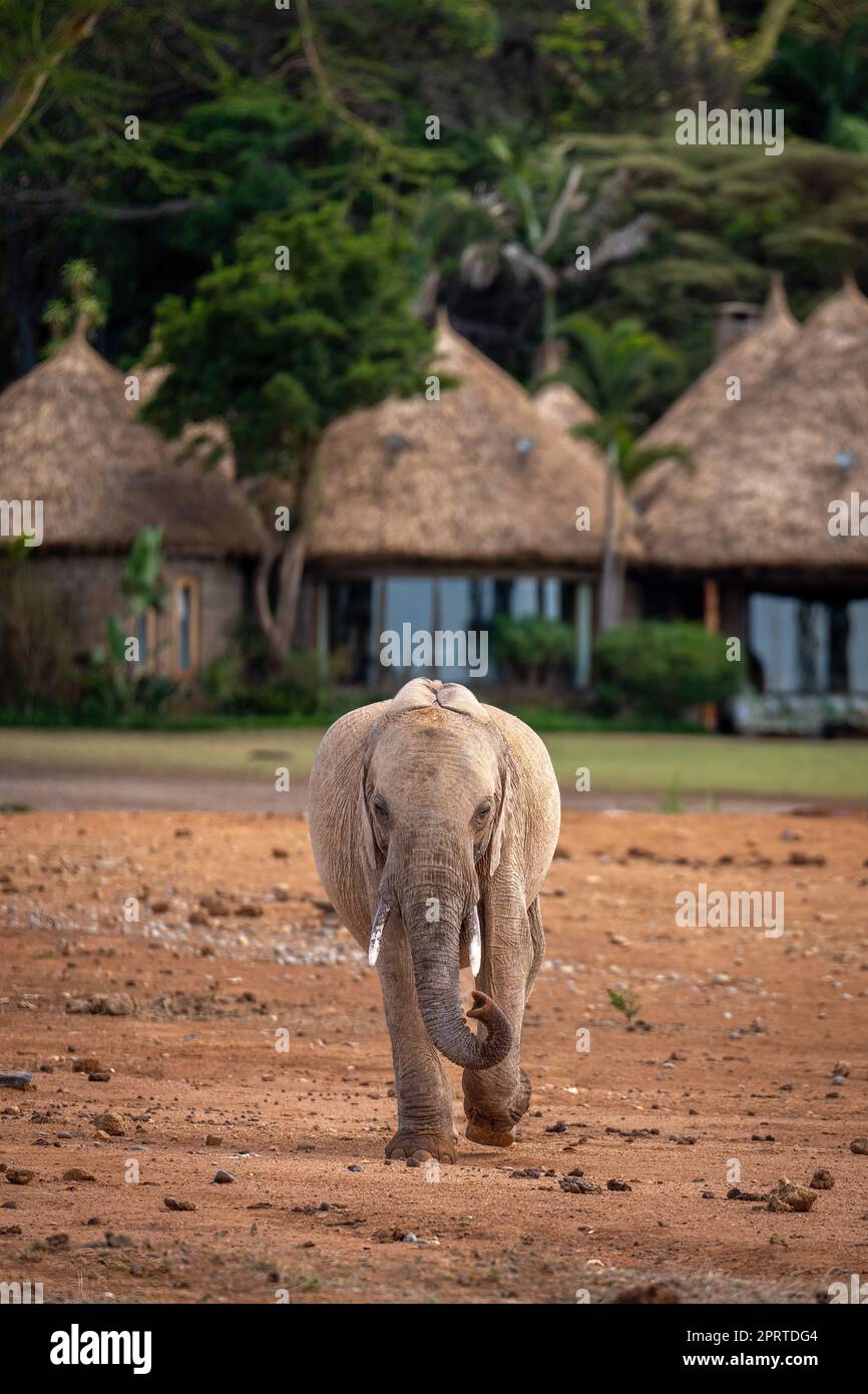 Der junge afrikanische Buschelefant verlässt die Lodge Stockfoto