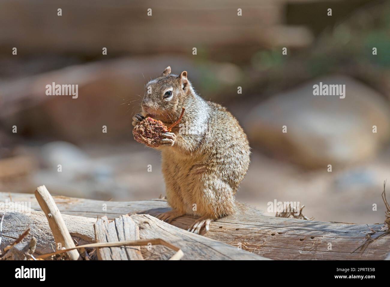 Ein Rock Eichhörnchen, das sich von einer Samenschale ernährt Stockfoto