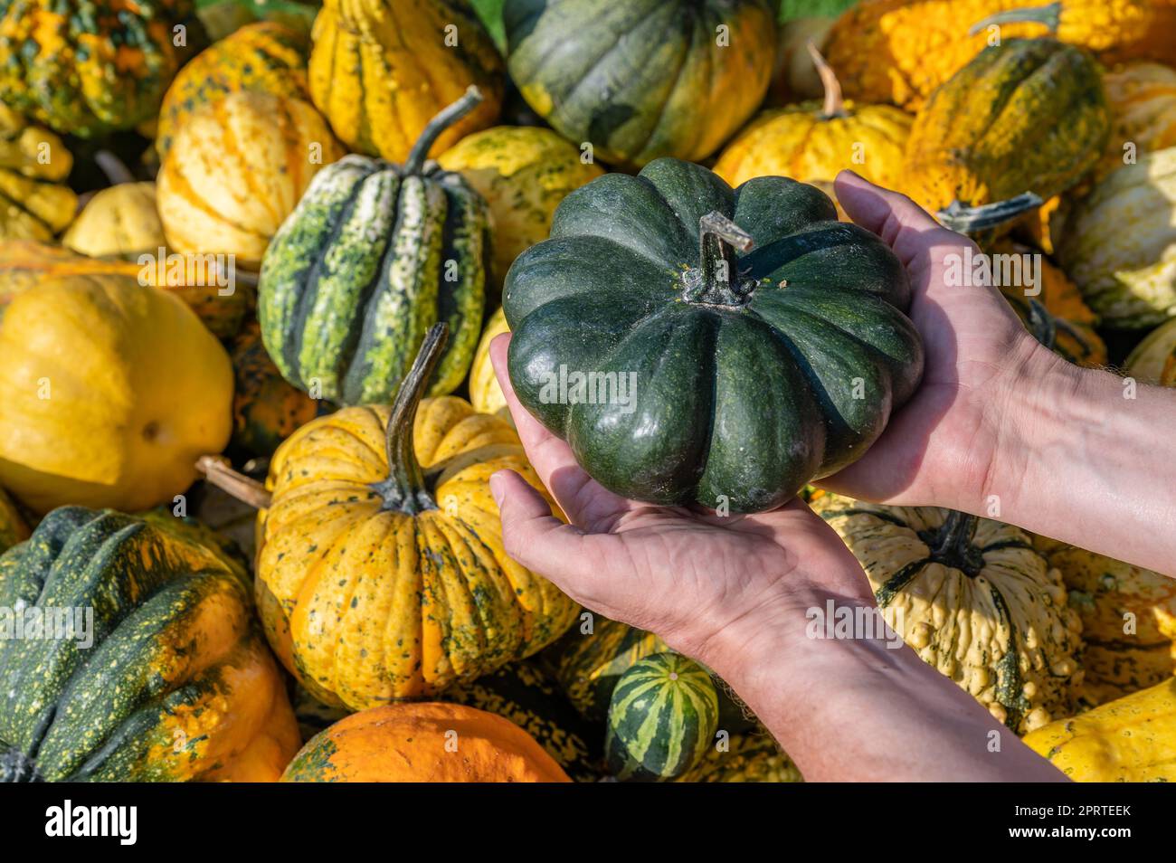 Männlicher weißer Bauer hält einen grünen Zierrippen in der Hand Stockfoto