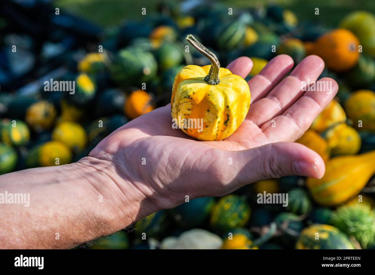 Männlicher weißer Bauer hält einen gelben Zierrippen in der Hand Stockfoto
