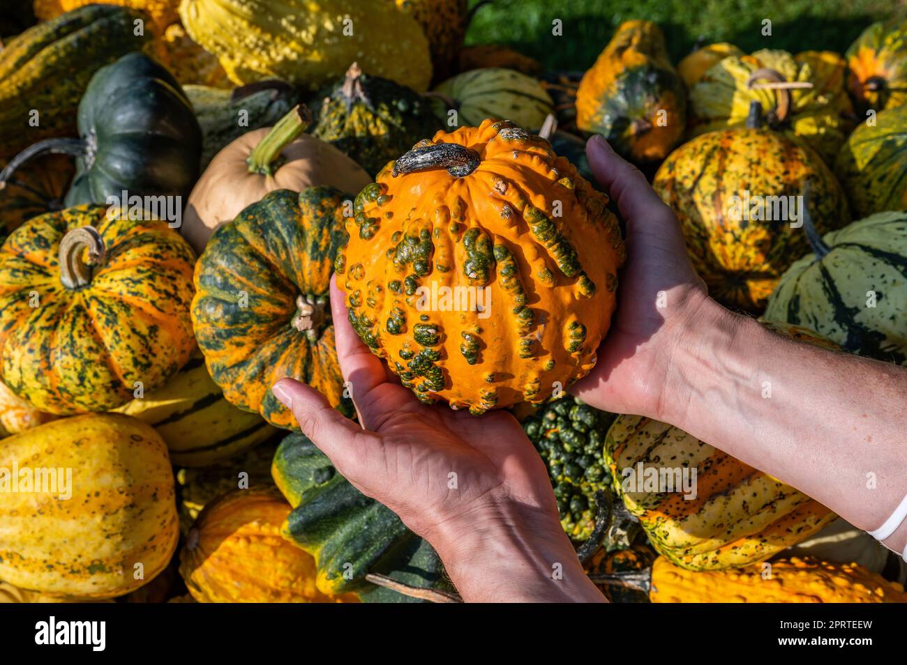 Männlicher weißer Bauer hält einen orangefarbenen Zierrippen in der Hand Stockfoto