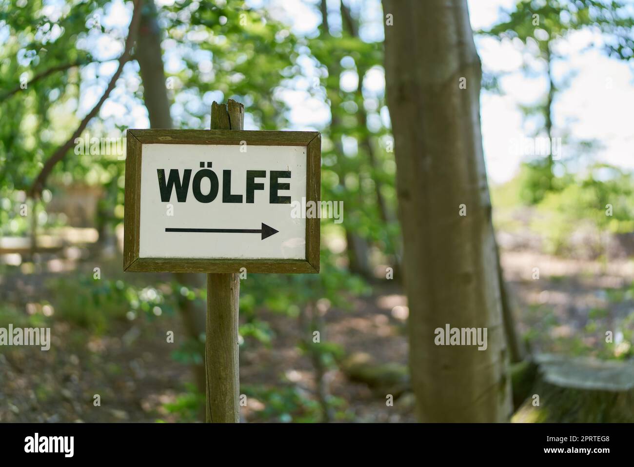 Schild mit Richtungspfeil zur Einzäunung mit Wölfen in einem Wald in Deutschland. Übersetzung der Schrift: Wölfe Stockfoto