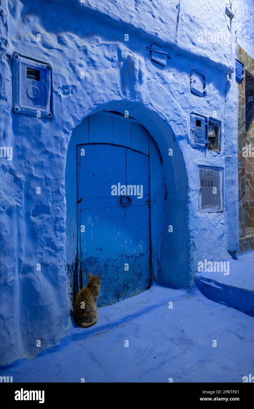 Die Katze sitzt an der blauen Tür eines Hauses in der Medina von Chefchaouen. Stockfoto